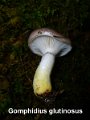 Gomphidius glutinosus-amf845-1